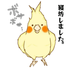 Cockatiel's 2 sticker #11326591