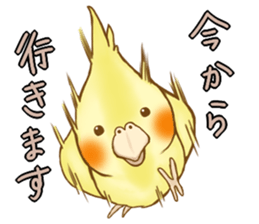Cockatiel's 2 sticker #11326593