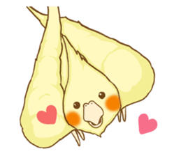 Cockatiel's 2 sticker #11326609