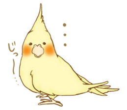 Cockatiel's 2 sticker #11326614