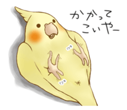 Cockatiel's 2 sticker #11326622