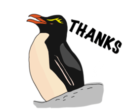 That COOL Guy's Rockhopper Penguin! ENG sticker #11329624