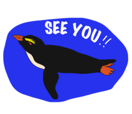 That COOL Guy's Rockhopper Penguin! ENG sticker #11329628