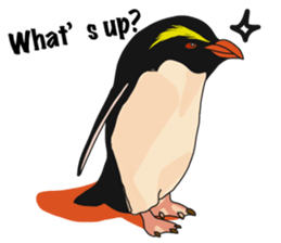 That COOL Guy's Rockhopper Penguin! ENG sticker #11329629