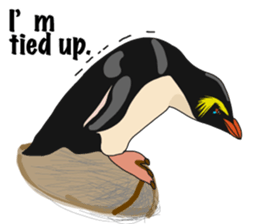 That COOL Guy's Rockhopper Penguin! ENG sticker #11329634