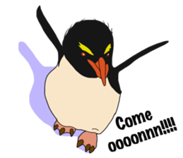 That COOL Guy's Rockhopper Penguin! ENG sticker #11329641
