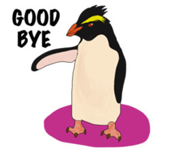 That COOL Guy's Rockhopper Penguin! ENG sticker #11329644