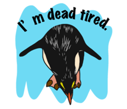 That COOL Guy's Rockhopper Penguin! ENG sticker #11329645