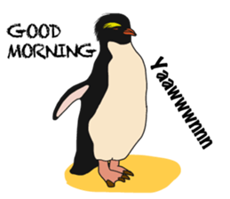That COOL Guy's Rockhopper Penguin! ENG sticker #11329648
