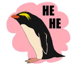 That COOL Guy's Rockhopper Penguin! ENG sticker #11329650