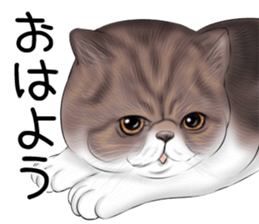 cat(Exotic short hair) Sticker sticker #11342736