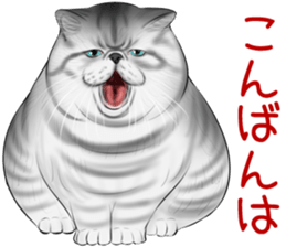 cat(Exotic short hair) Sticker sticker #11342738