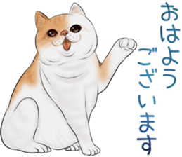 cat(Exotic short hair) Sticker sticker #11342740