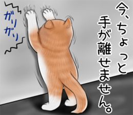 cat(Exotic short hair) Sticker sticker #11342742