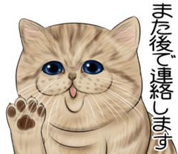 cat(Exotic short hair) Sticker sticker #11342743