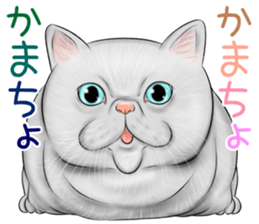 cat(Exotic short hair) Sticker sticker #11342744
