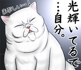 cat(Exotic short hair) Sticker sticker #11342745