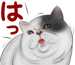 cat(Exotic short hair) Sticker sticker #11342746