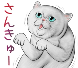 cat(Exotic short hair) Sticker sticker #11342747