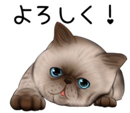 cat(Exotic short hair) Sticker sticker #11342749