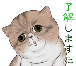 cat(Exotic short hair) Sticker sticker #11342750