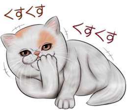 cat(Exotic short hair) Sticker sticker #11342751