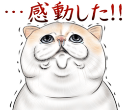 cat(Exotic short hair) Sticker sticker #11342752