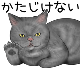 cat(Exotic short hair) Sticker sticker #11342753