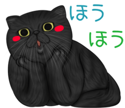 cat(Exotic short hair) Sticker sticker #11342754