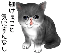 cat(Exotic short hair) Sticker sticker #11342755