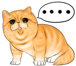 cat(Exotic short hair) Sticker sticker #11342756