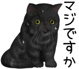 cat(Exotic short hair) Sticker sticker #11342757