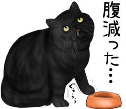 cat(Exotic short hair) Sticker sticker #11342758