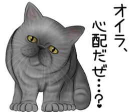 cat(Exotic short hair) Sticker sticker #11342761