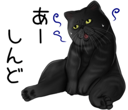 cat(Exotic short hair) Sticker sticker #11342762