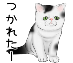 cat(Exotic short hair) Sticker sticker #11342763
