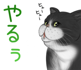 cat(Exotic short hair) Sticker sticker #11342768