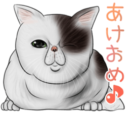 cat(Exotic short hair) Sticker sticker #11342772