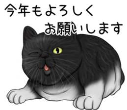 cat(Exotic short hair) Sticker sticker #11342775