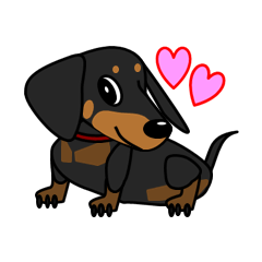 Wonderful Miniature Dachshund, RIKU