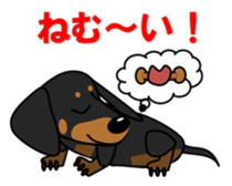 Wonderful Miniature Dachshund, RIKU sticker #11346243