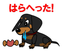 Wonderful Miniature Dachshund, RIKU sticker #11346244