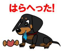 Wonderful Miniature Dachshund, RIKU sticker #11346244