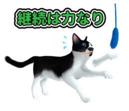 The cat which aims at the top. sticker #11350896