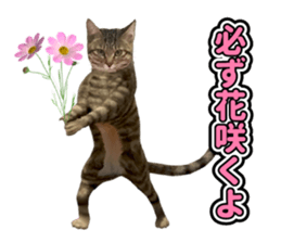 The cat which aims at the top. sticker #11350898