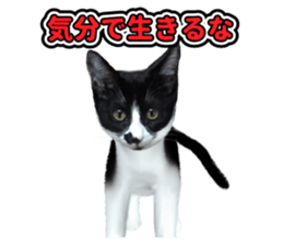The cat which aims at the top. sticker #11350900