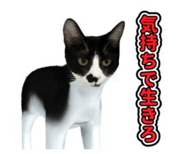 The cat which aims at the top. sticker #11350901