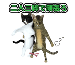 The cat which aims at the top. sticker #11350902