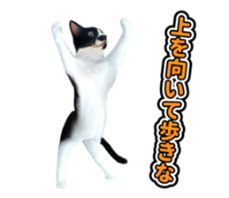 The cat which aims at the top. sticker #11350903