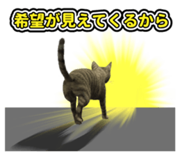 The cat which aims at the top. sticker #11350904